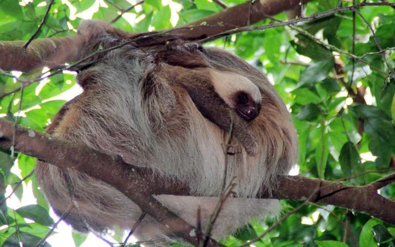 Travel News - sloth costa rica