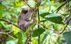 Travel News - sloth