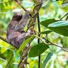 Travel News - sloth