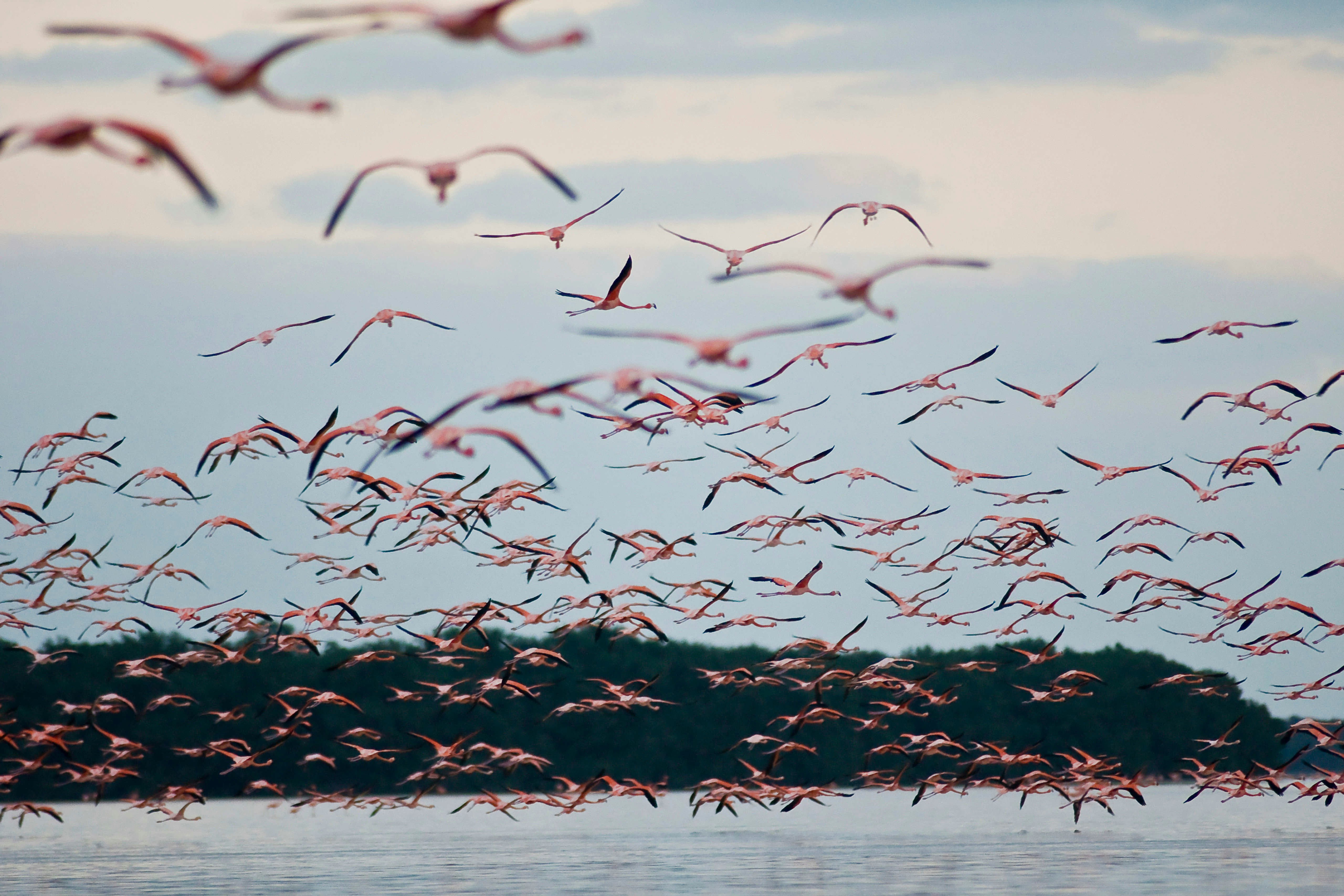 A flock of pink flamingos in Yucatan