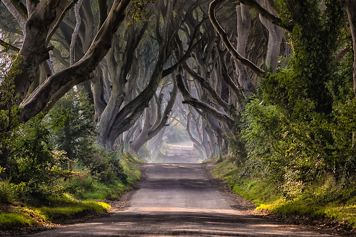 Game Of Thrones Dark Hedges Will Soon Be Traffic Free Lonely Planet