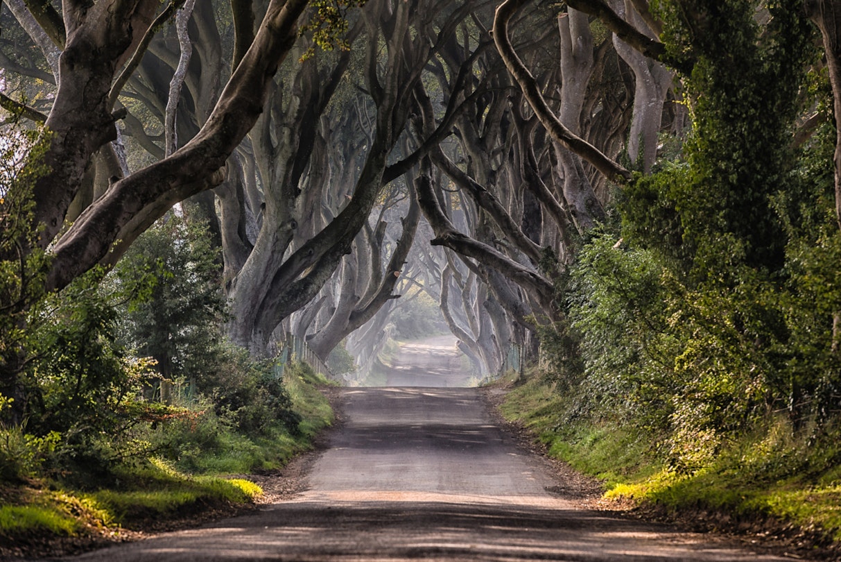 The Dark Hedges road in Country Antrim, Northern Ireland.