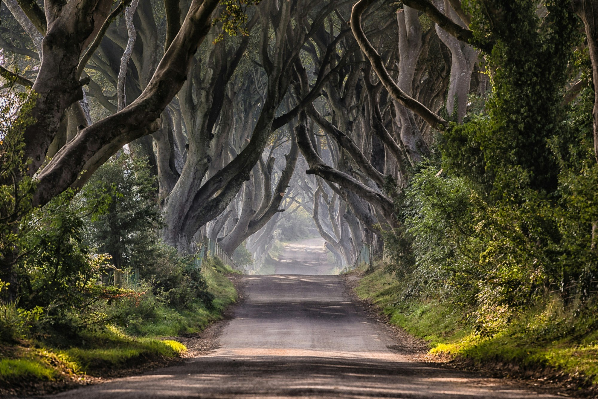The Dark Hedges road in Country Antrim, Northern Ireland.