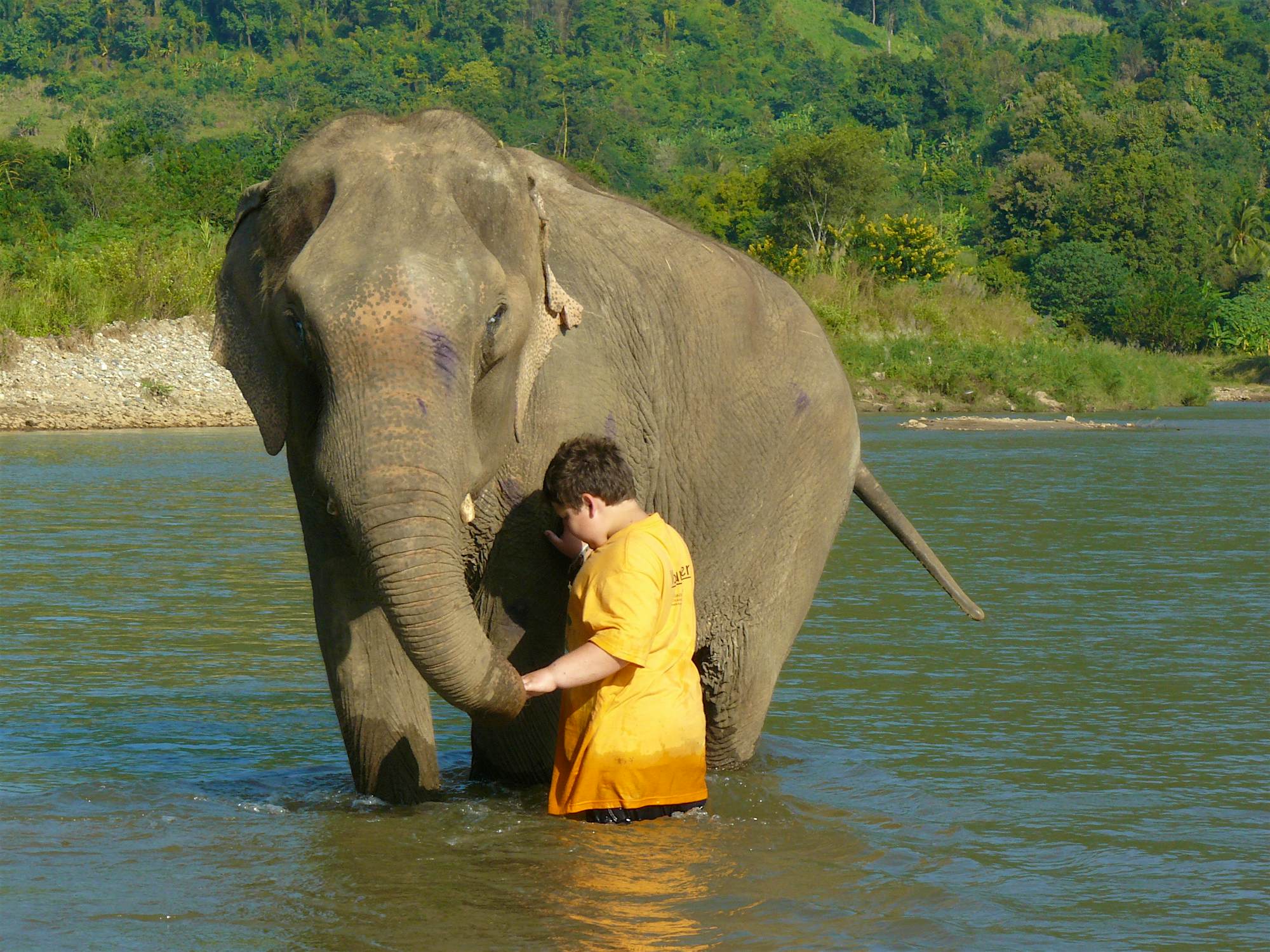 Travel News - Elephant sanctuary jack lanting Travel News - Elephant sanctuary jack lanting