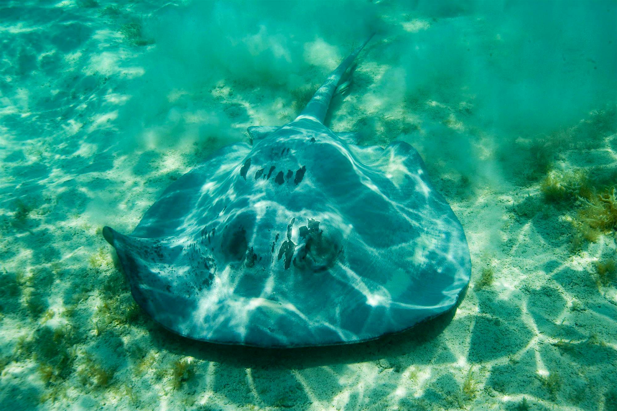 Travel News - Southern Stingray (Dasyatis americana) in reef near Placencia, Belize Travel News - Southern Stingray (Dasyatis americana) in reef near Placencia, Belize