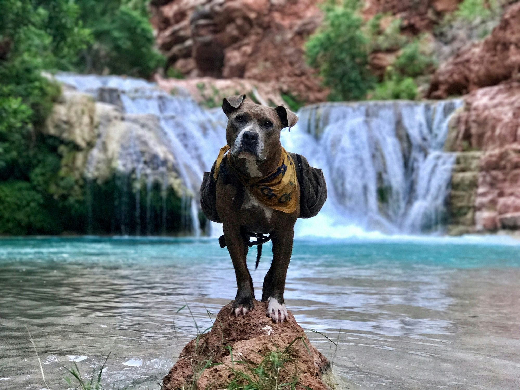Travel News - Adventure Rescue Dog