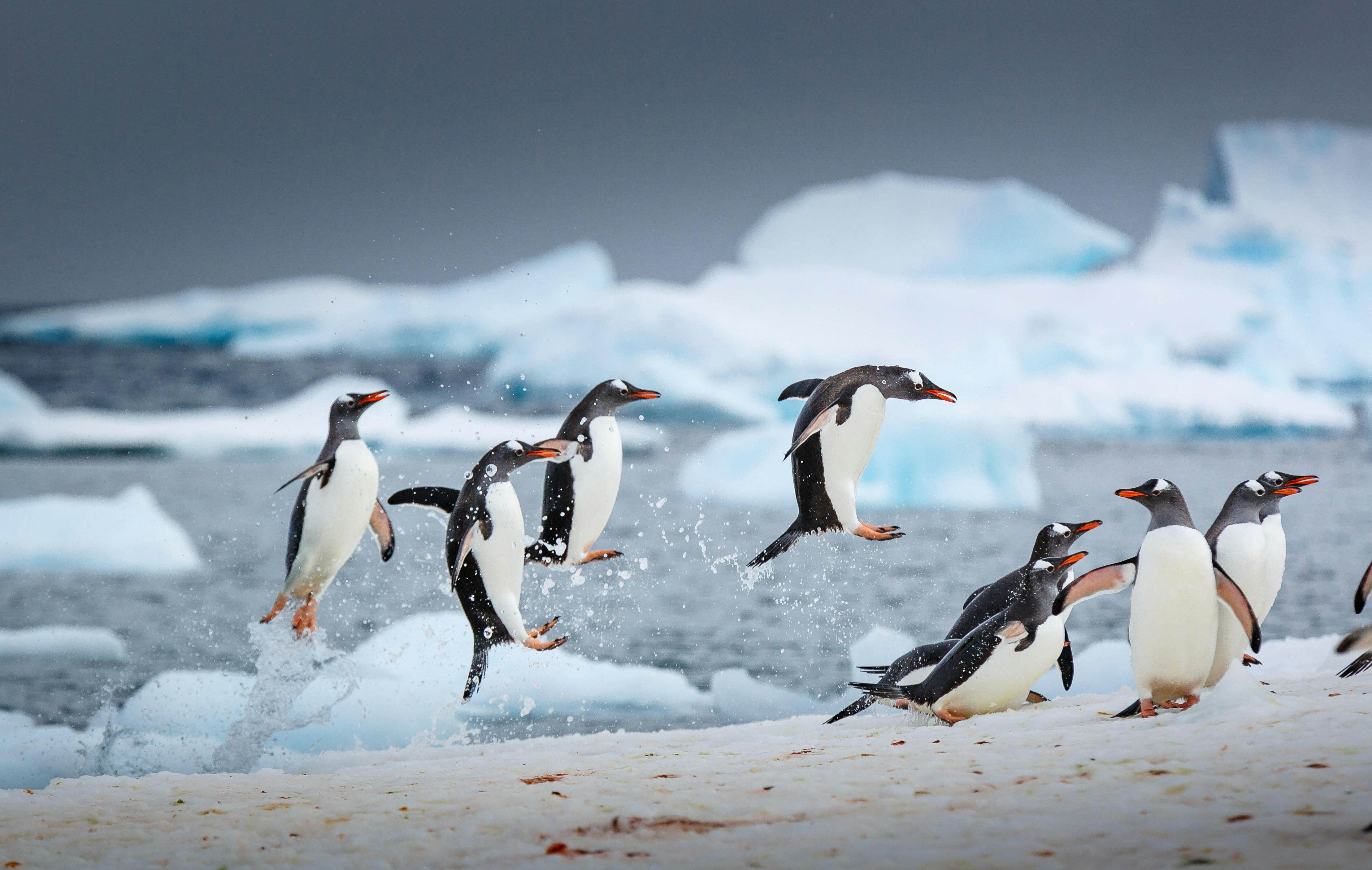 Photo Gallery Penguins Of Antarctica Penguins