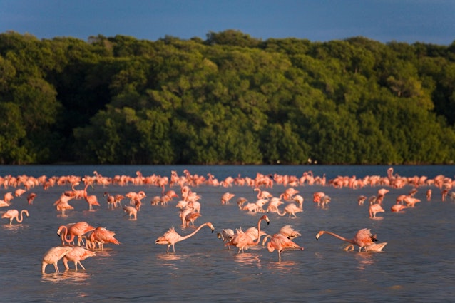Pink flamingos make their return to Progreso