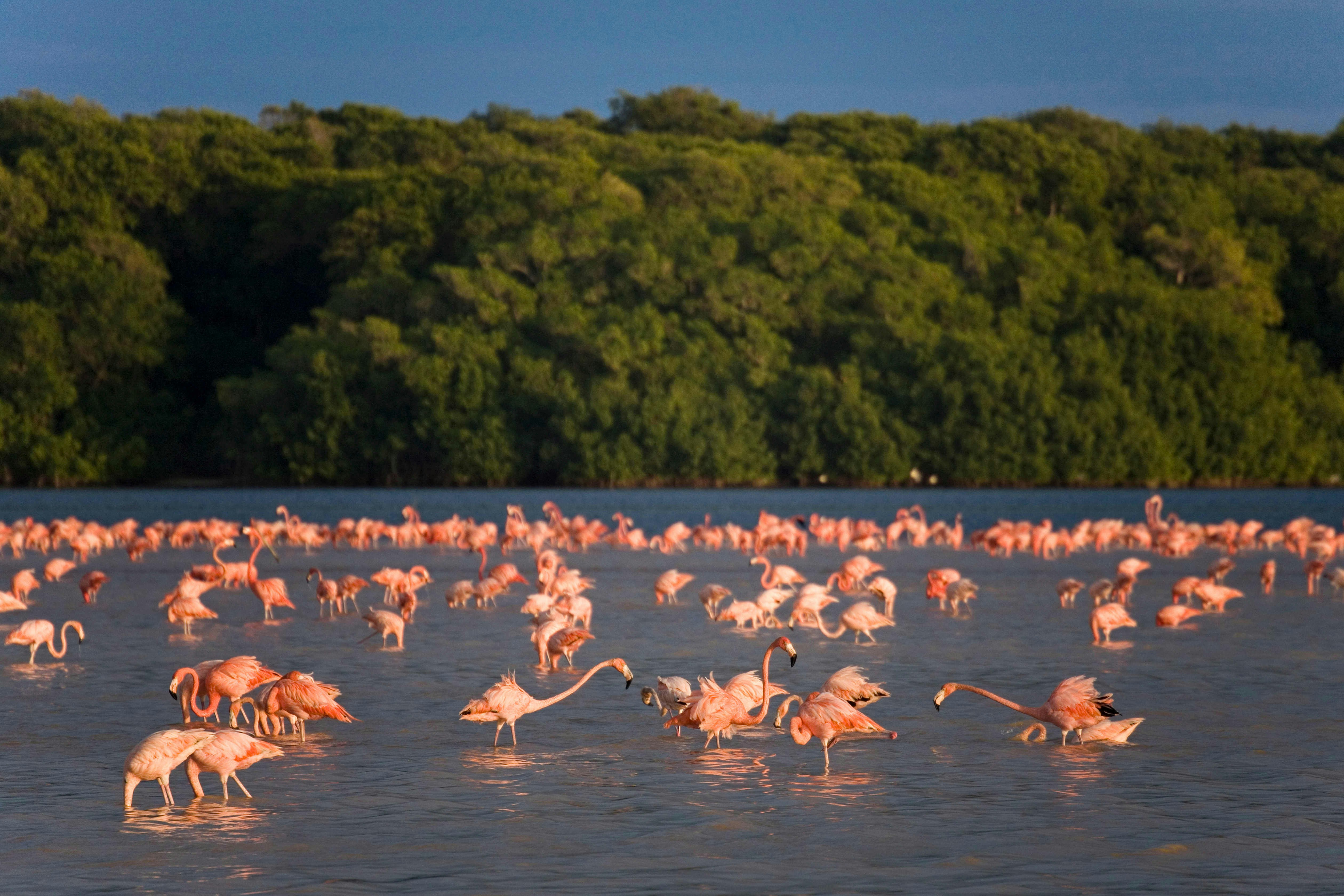 Pink flamingos make their return to Progreso