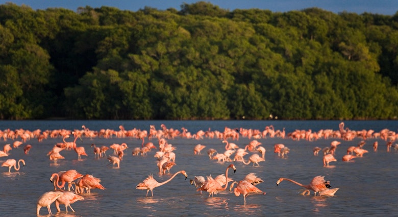 Pink flamingos make their return to Progreso