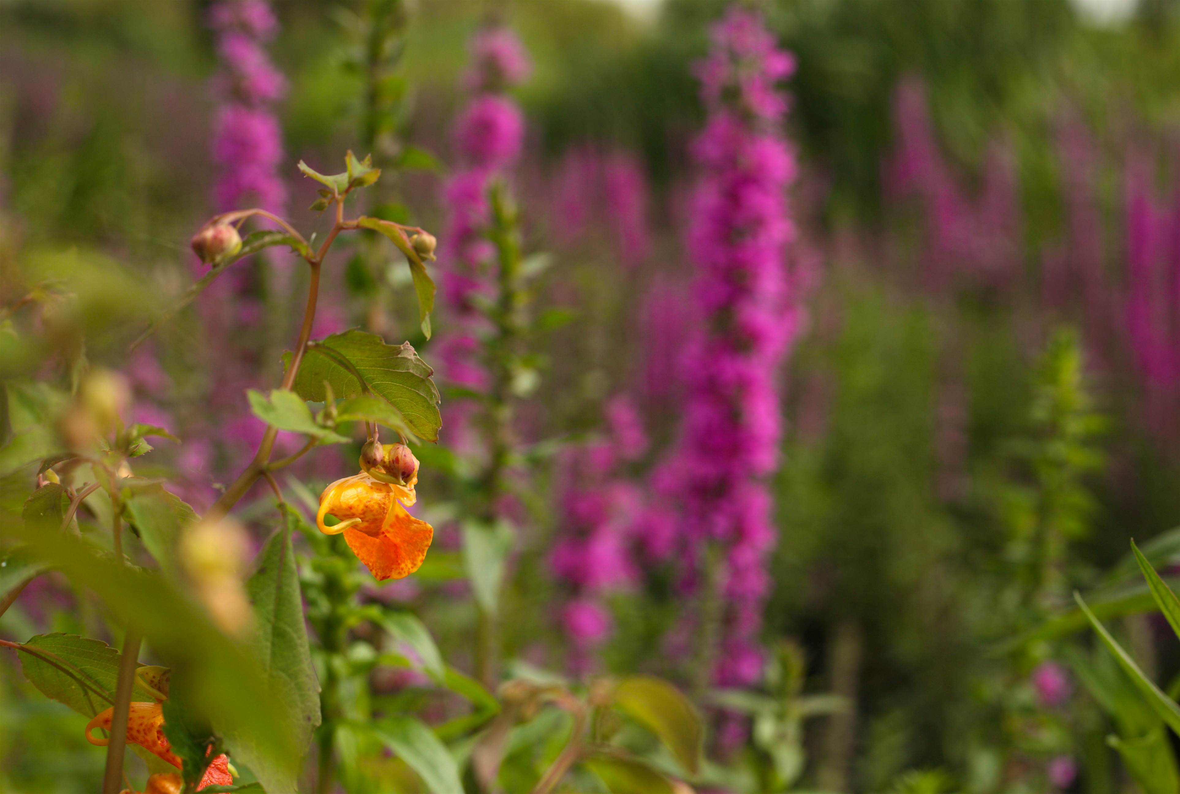 Travel News - WW Balsalm & Loosestrife Travel News - WW Balsalm & Loosestrife