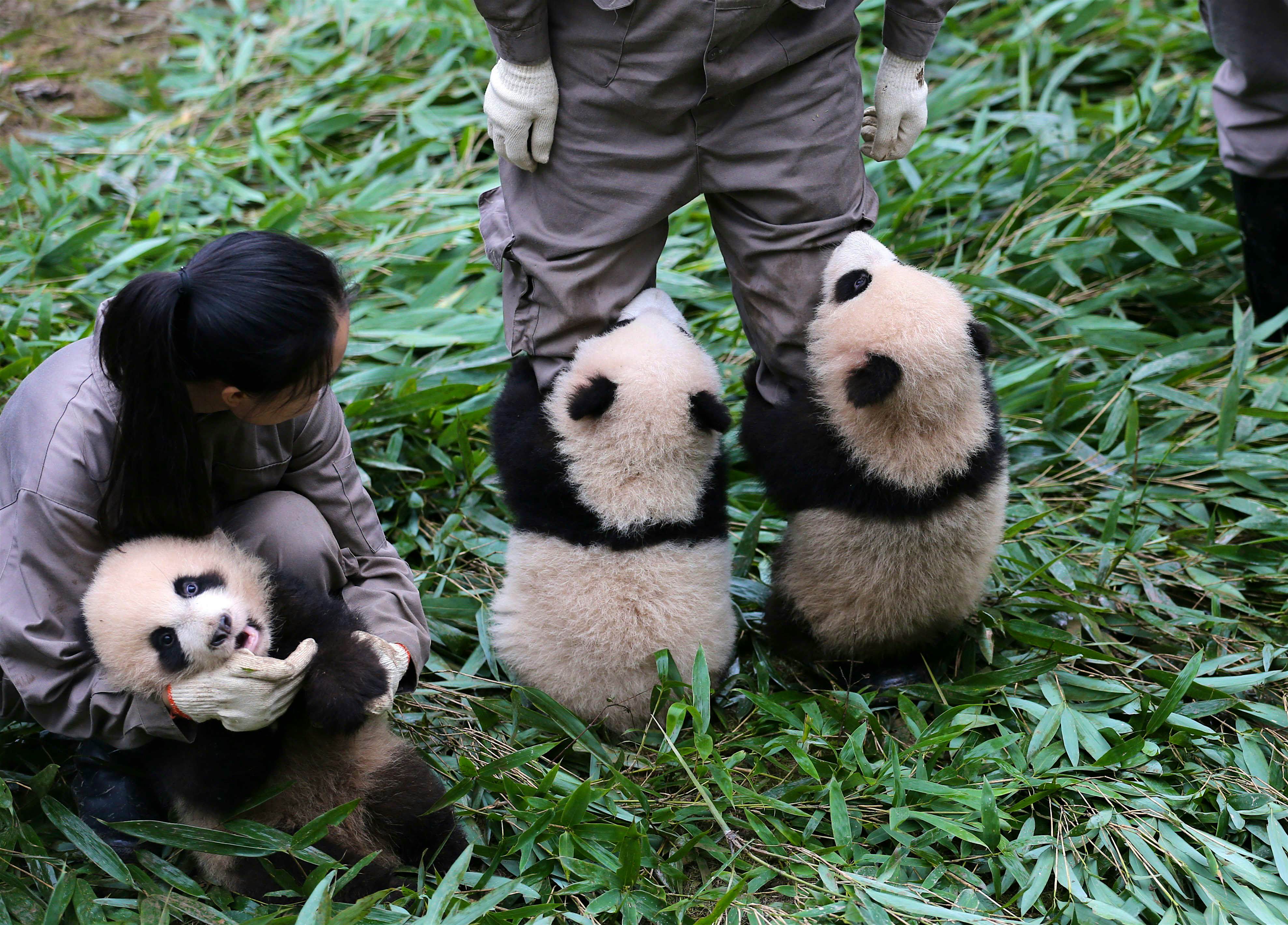 Travel News - pandas in china Travel News - pandas in china