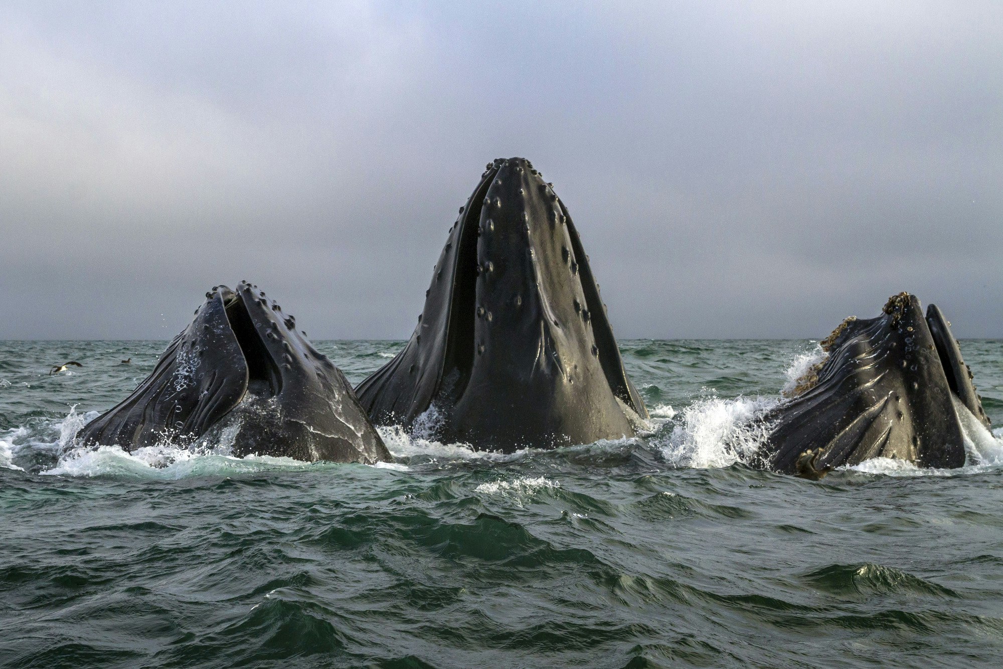 Humpback whales, feeding communally off the coast of Monterey