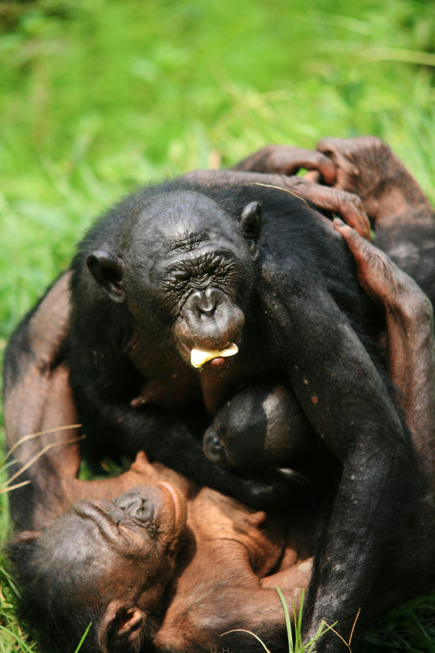 Travel News - Bonobo 1