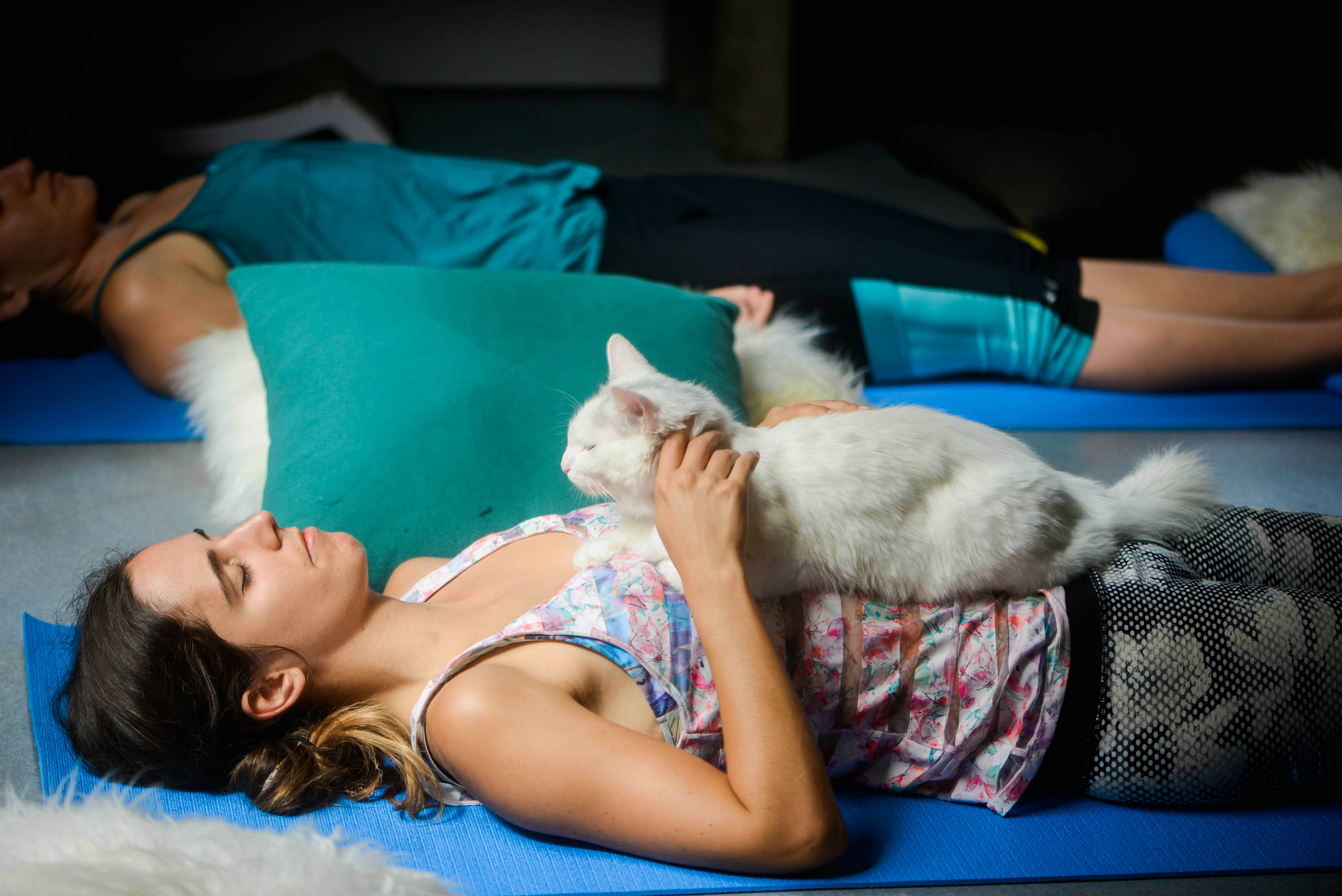 Travel News - CatTherapy_Yoga_CourtesyVisitSantaBarbara_1823.jpg As well as running yoga classes, visitors can book in for 75-minute sessions to socialise with the cats.