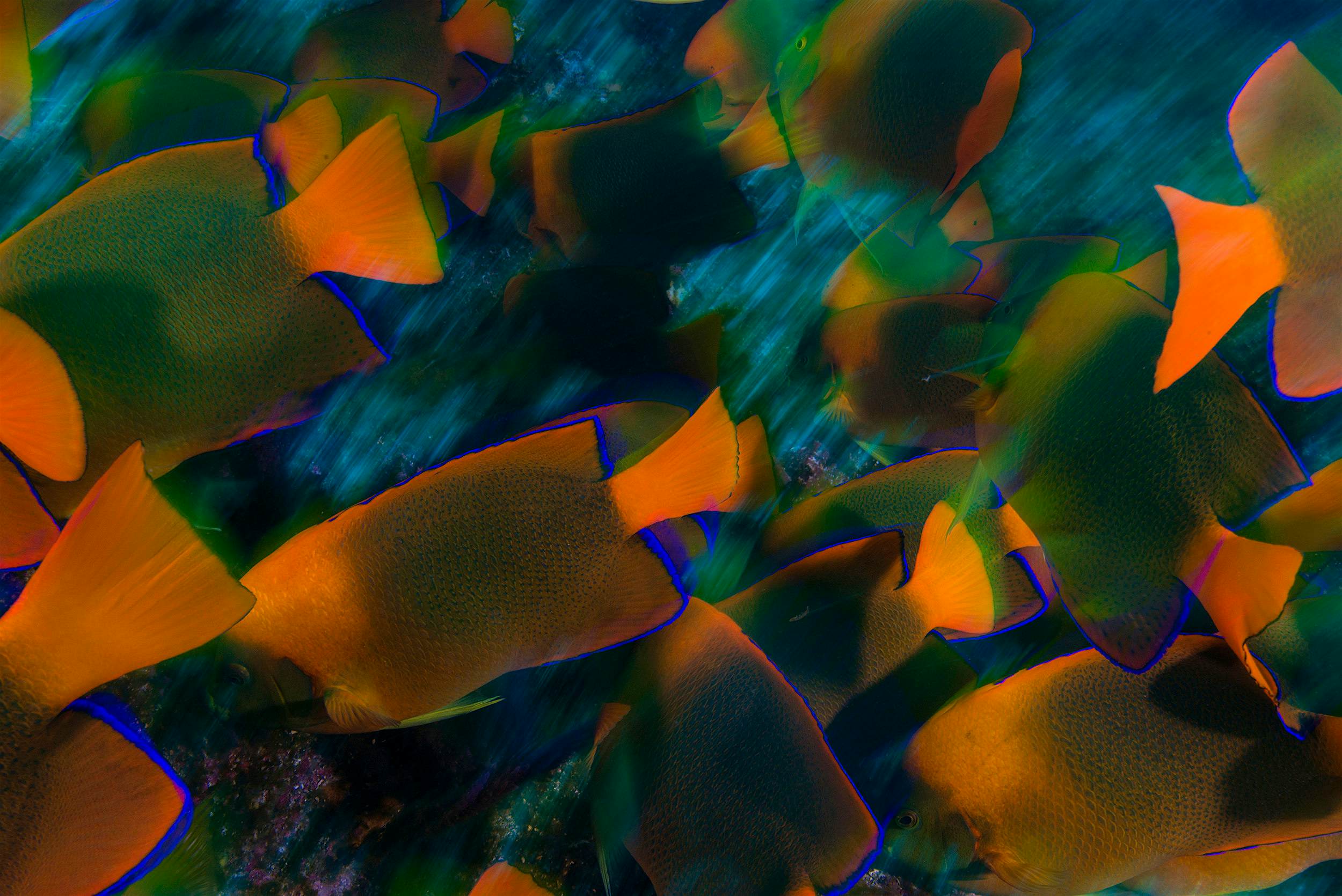 Travel News - DSC_6258 angel de clarion (1) Clarion Angelfish