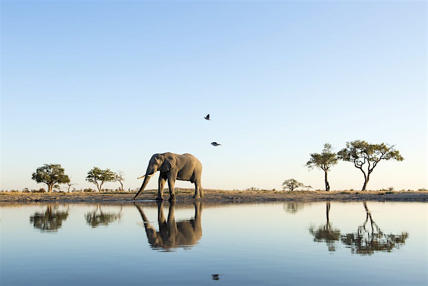 Travel News - African Elephant at Water Hole, Botswana Travel News - African Elephant at Water Hole, Botswana
