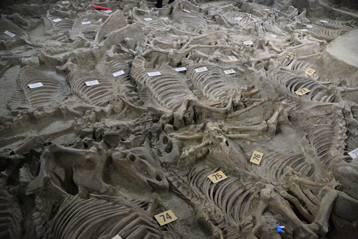 Skeletons of horses found by archaeologists