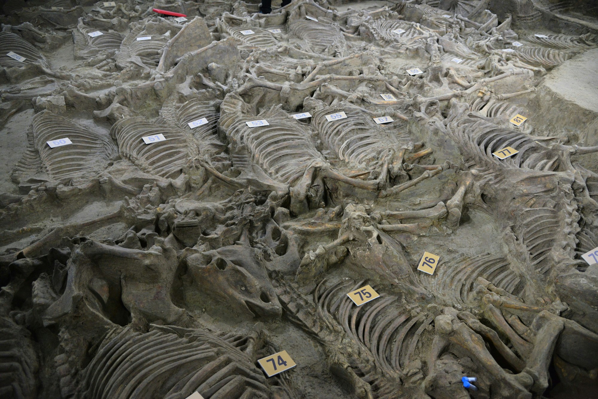Skeletons of horses found by archaeologists