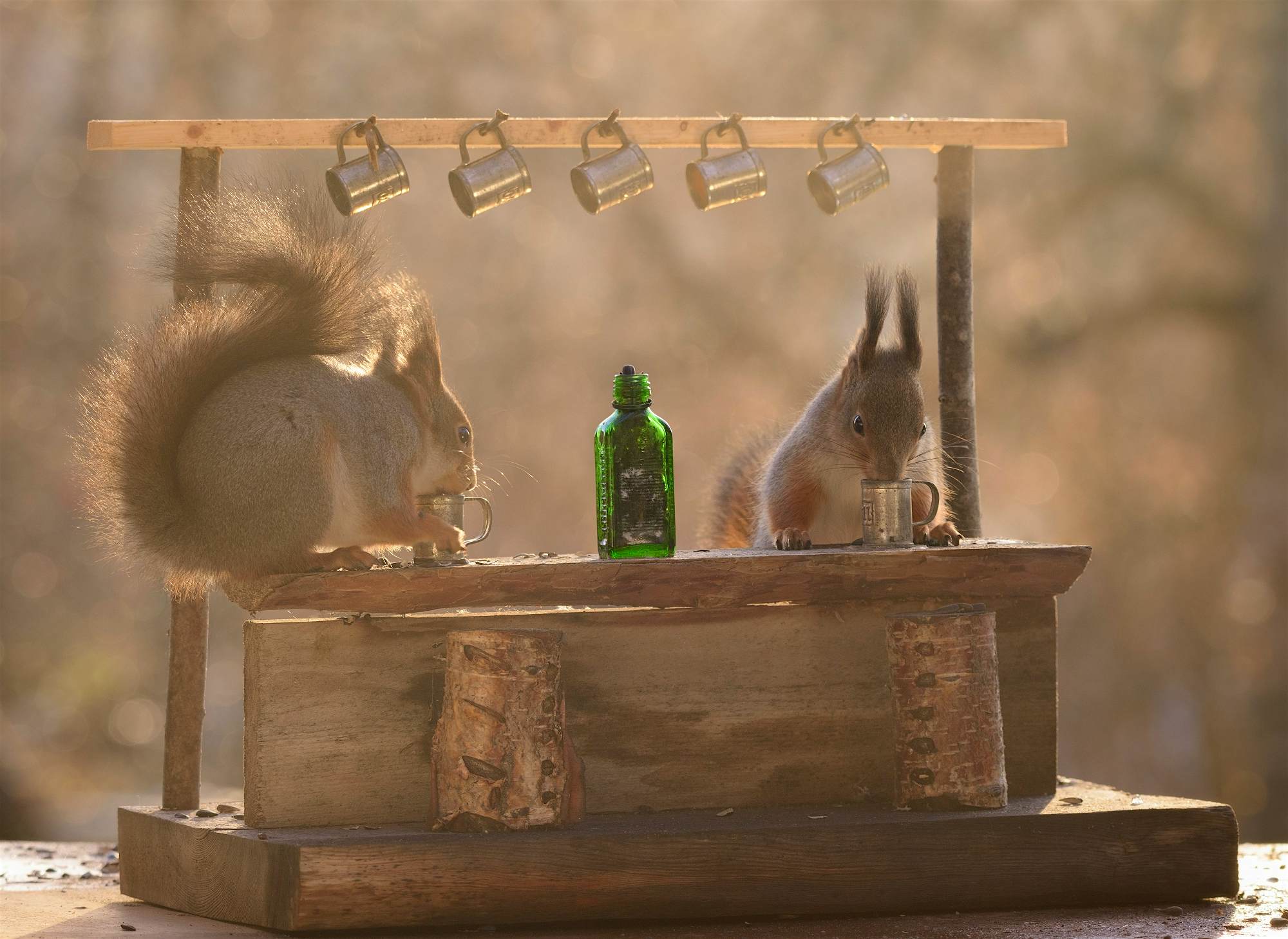 Travel News - MDRUM_Squirrel_Bar-1 Travel News - MDRUM_Squirrel_Bar-1