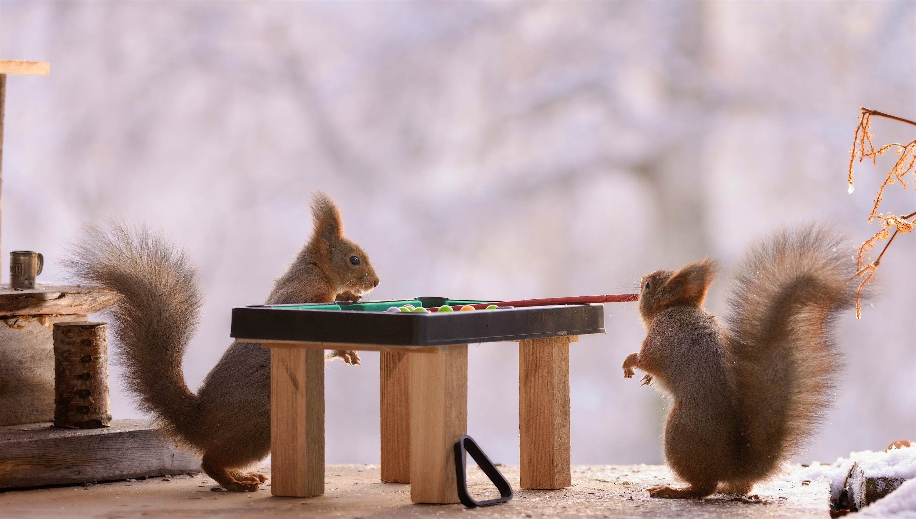Travel News - MDRUM_Squirrel_Bar-3 Travel News - MDRUM_Squirrel_Bar-3