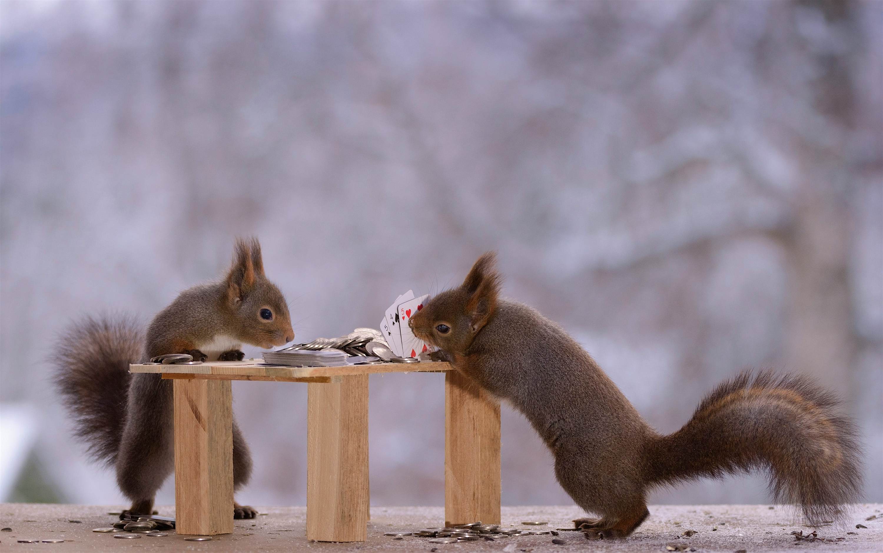 Travel News - MDRUM_Squirrel_Bar-5 Travel News - MDRUM_Squirrel_Bar-5