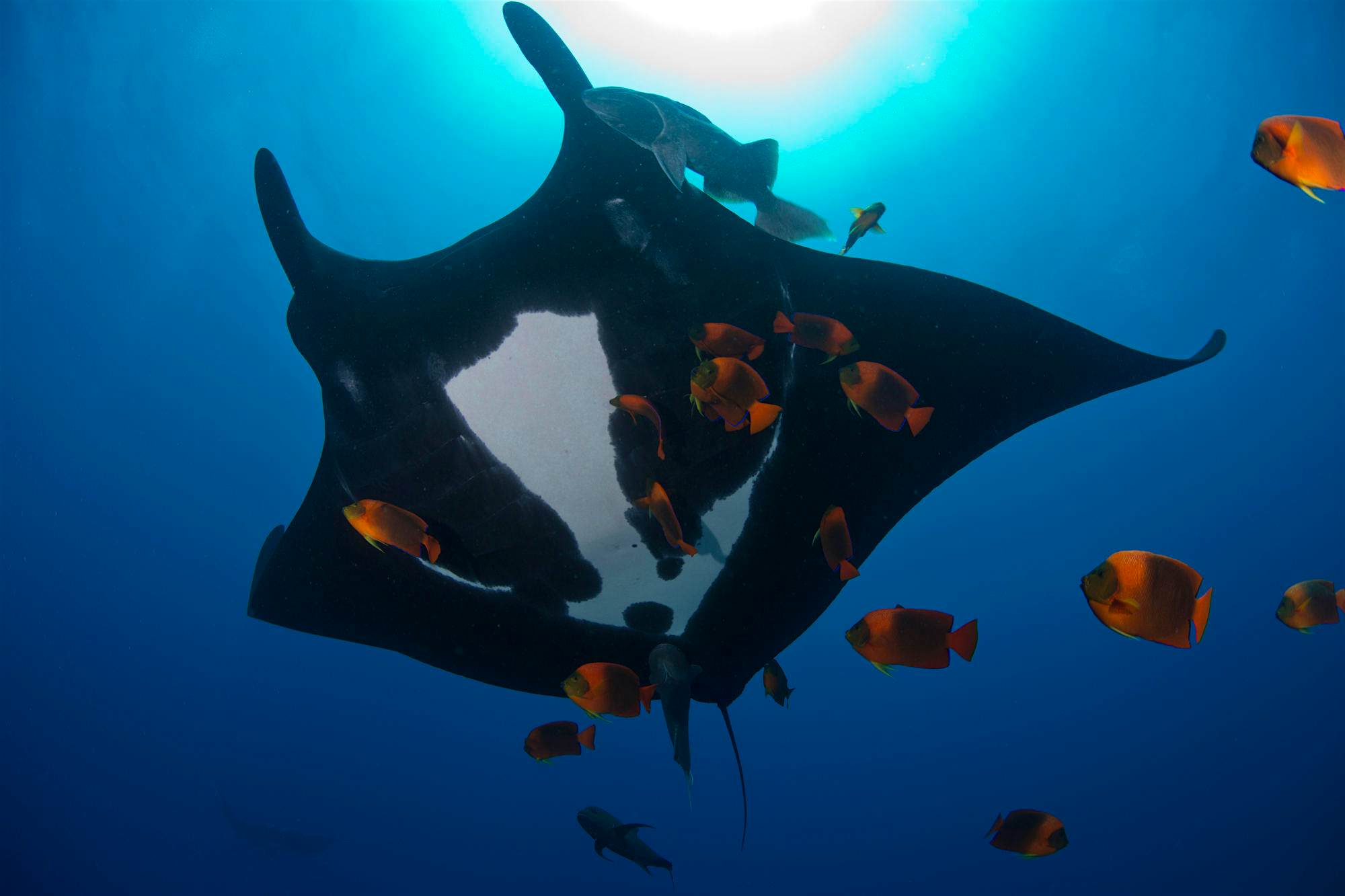 Travel News - A Manta Ray in the waters of the Revillagigedo Islands off the coast of Mexico Manta Ray