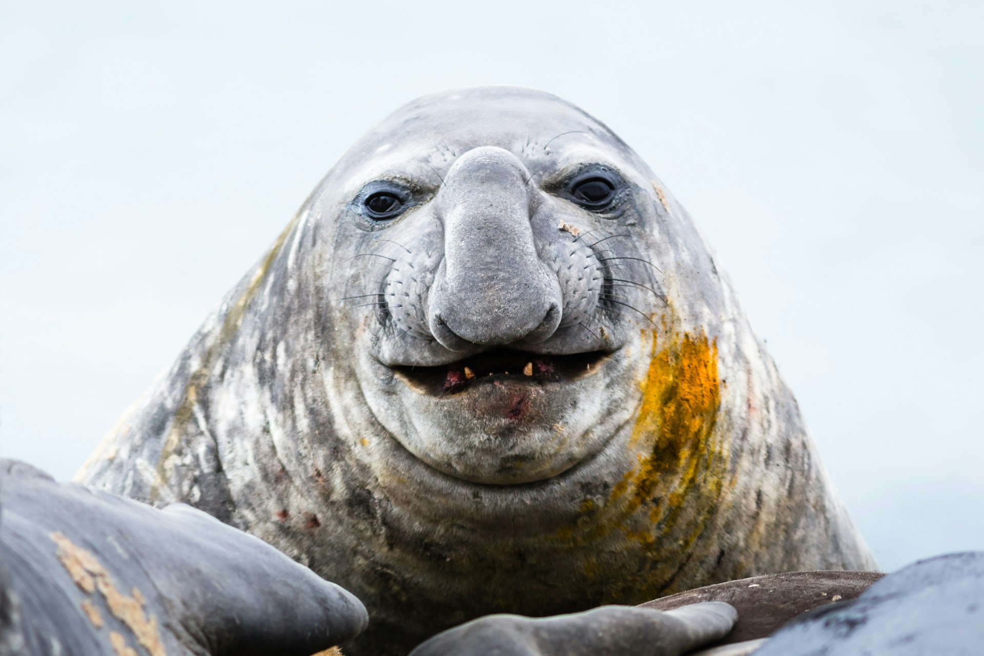 Travel News - Portrait of an Elephant seal, Elephant Point, Livingstone Island, South Shetland Islands, Antarctica.