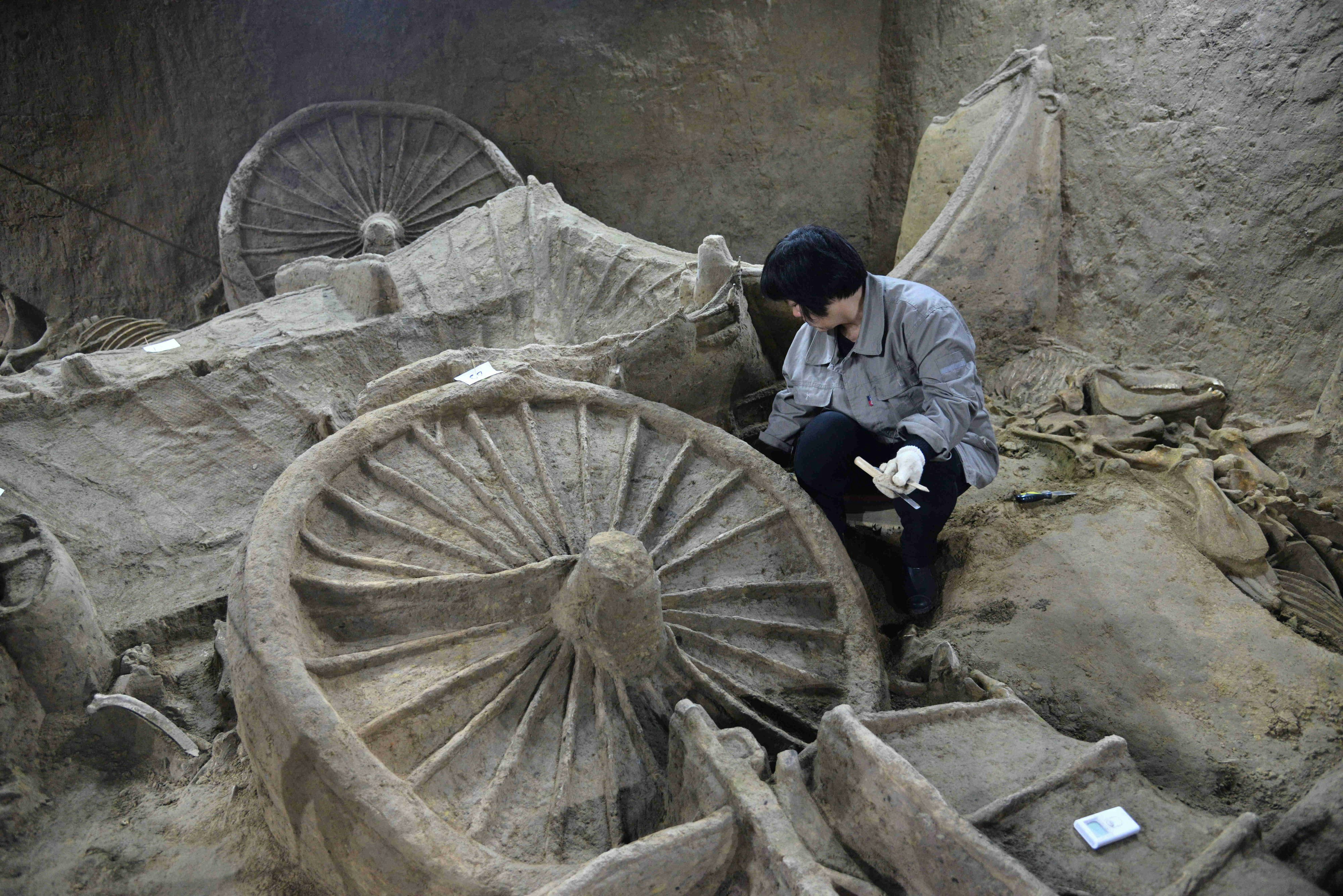 Dig unveils ancient chariots and horse skeletons