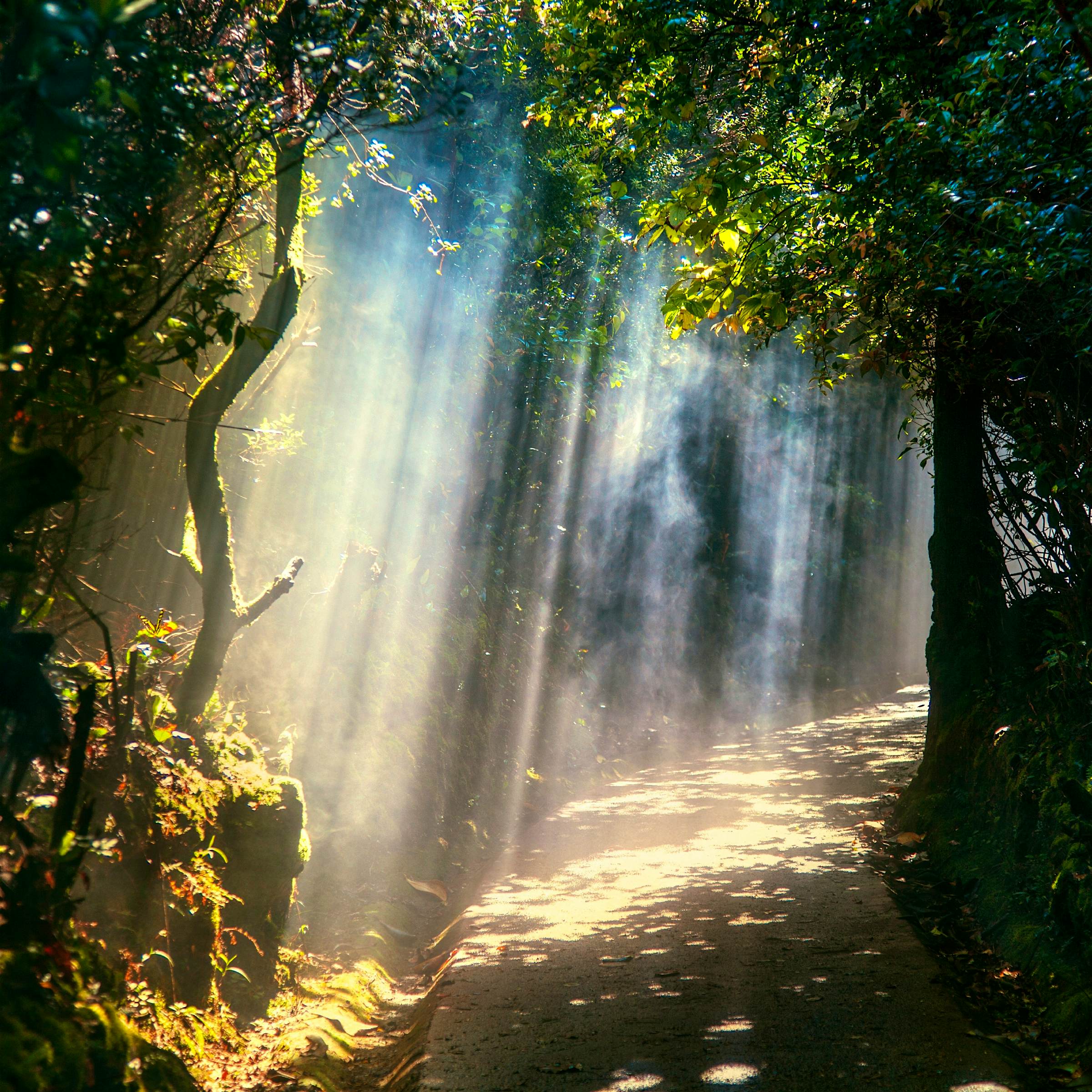 Travel News - Escallonia Cloud Forest Trail in Costa Rica Travel News - Escallonia Cloud Forest Trail in Costa Rica
