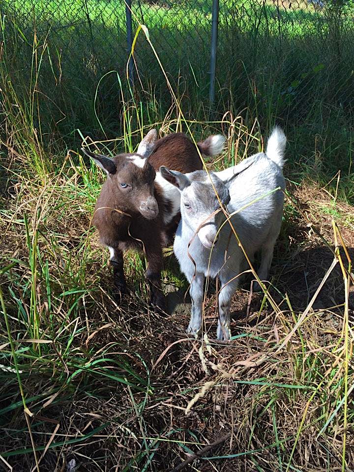 Travel News - cute goats Travel News - cute goats