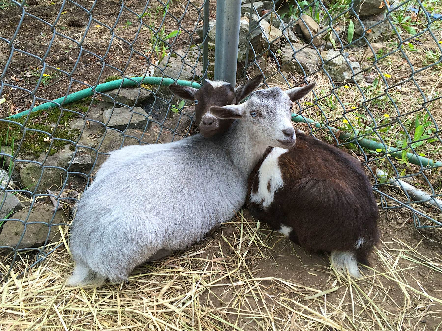 Travel News - delivery goats flowers Travel News - delivery goats flowers