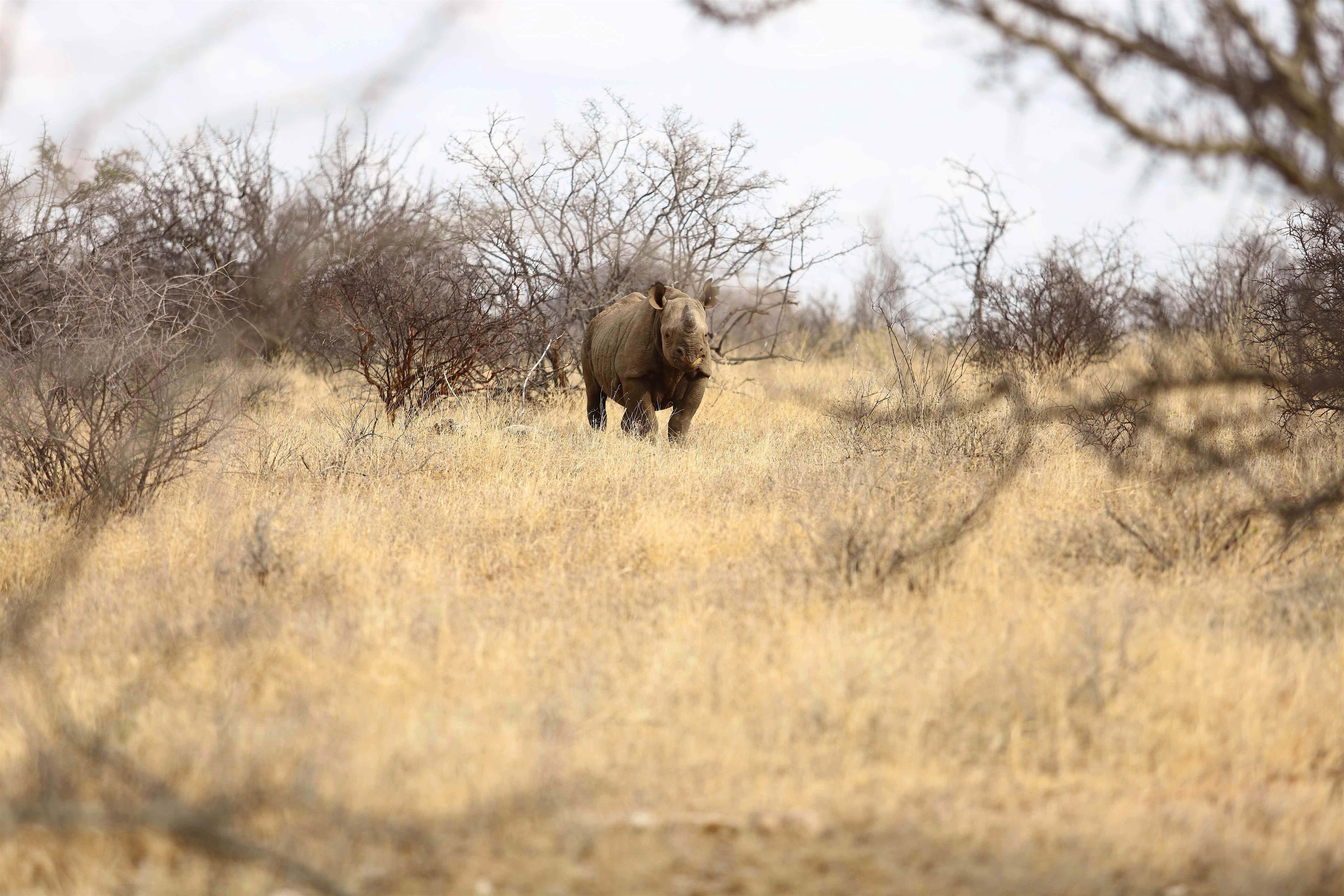 Travel News - rhino safari Travel News - rhino safari