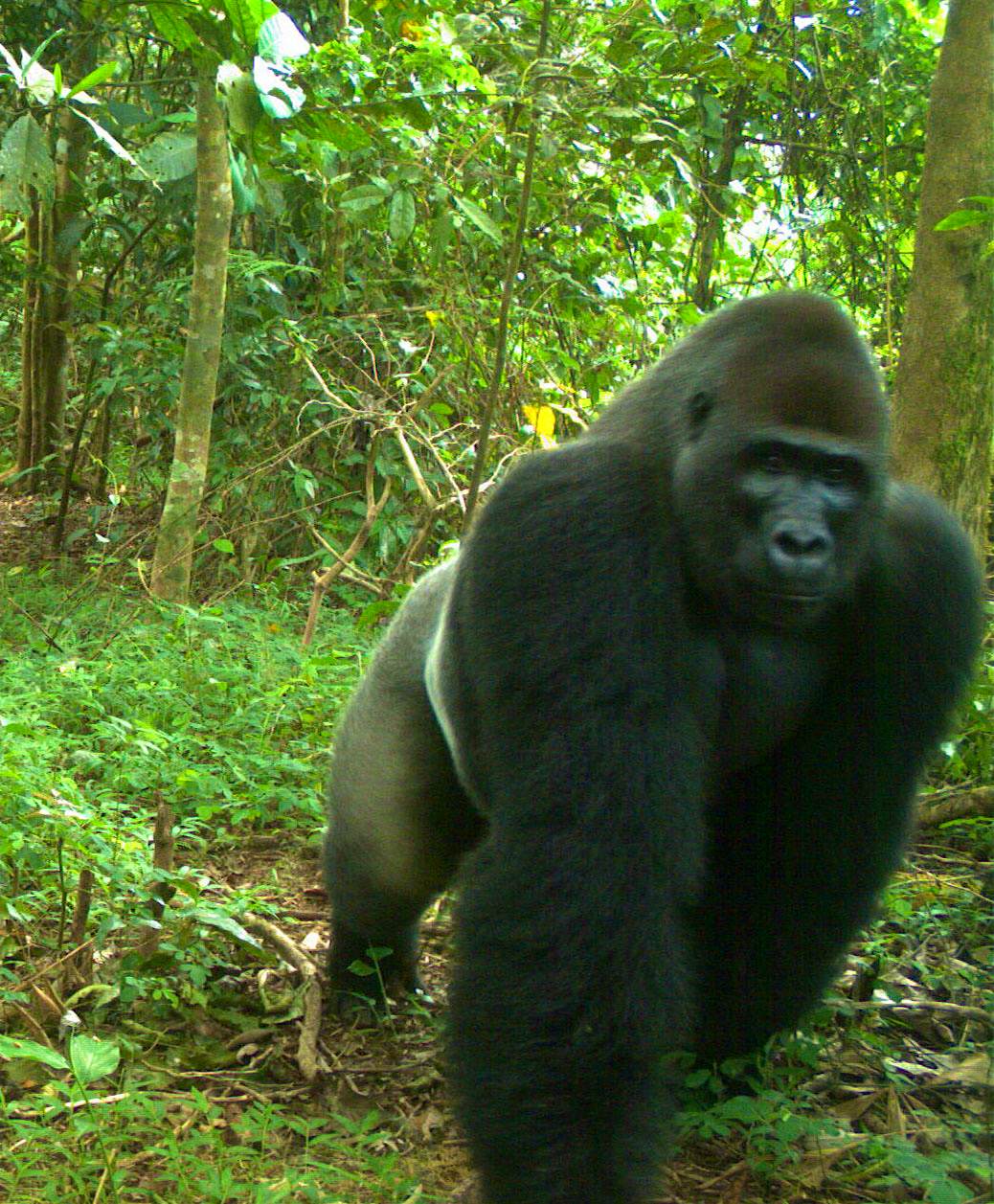Travel News - CRG - Credit WCS-Nigeria Travel News - CRG - Credit WCS-Nigeria