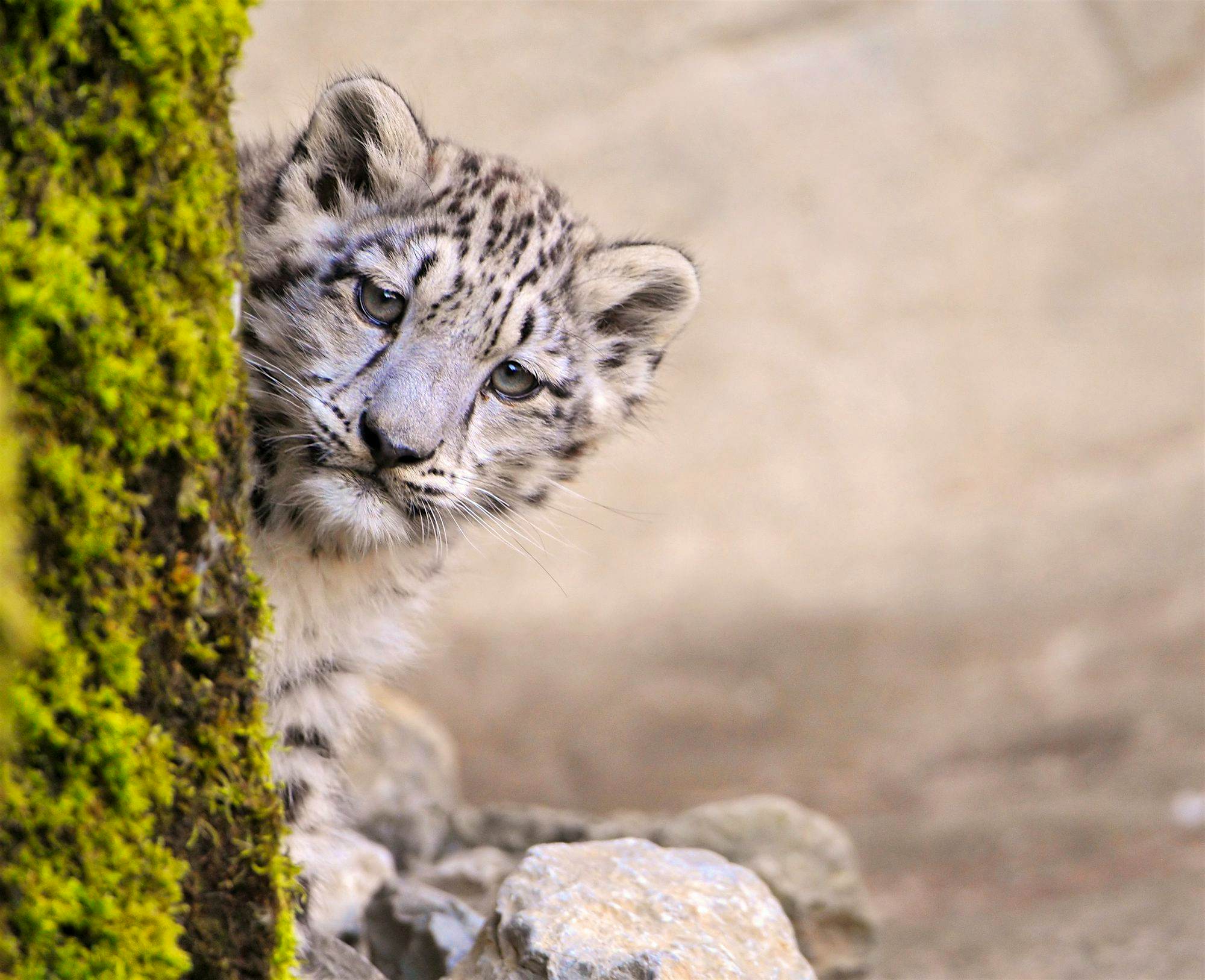 Travel News - Leopard cub Travel News - Leopard cub