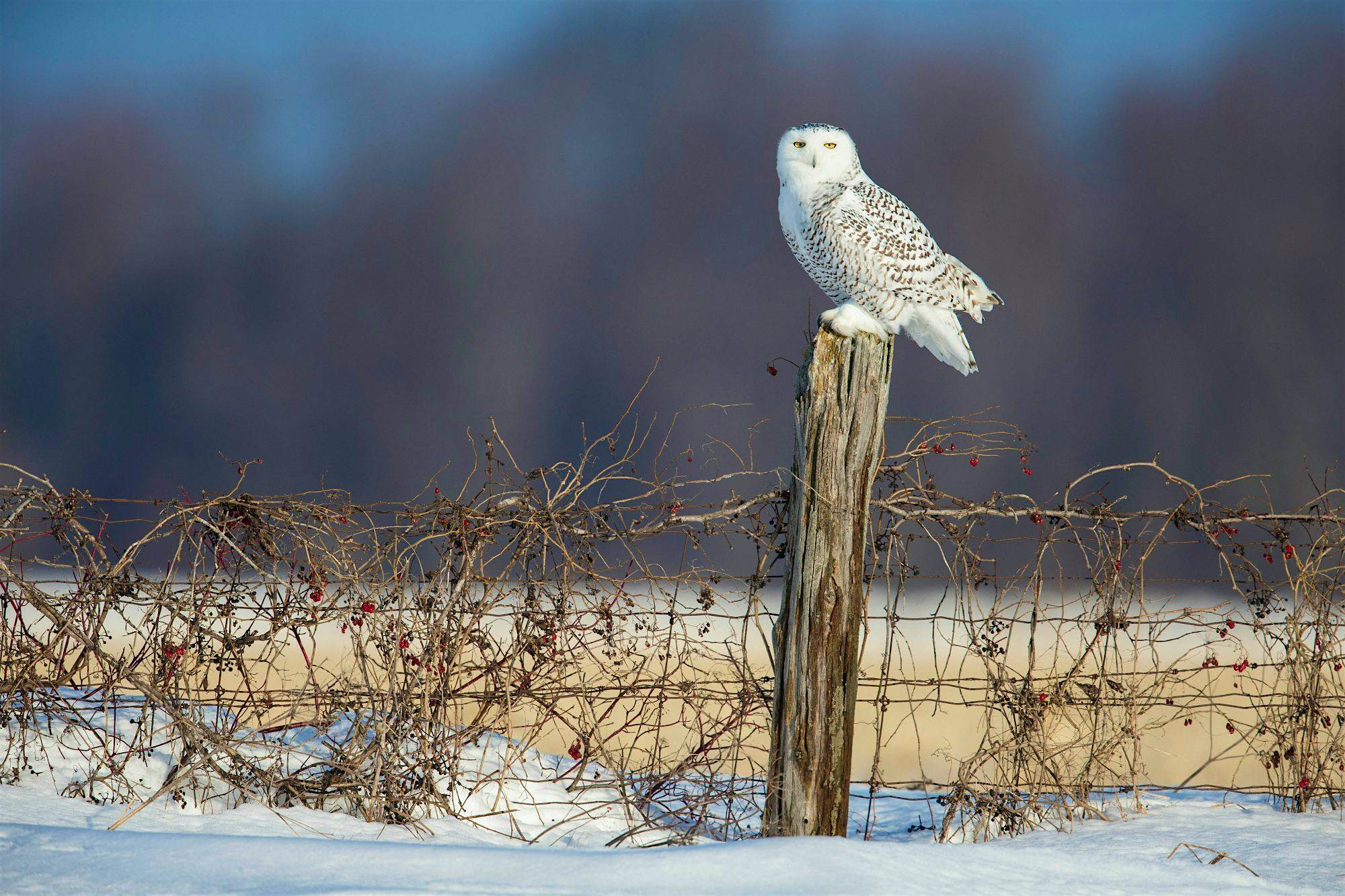 Travel News - Snowy Owl Swoop Travel News - Snowy Owl Swoop
