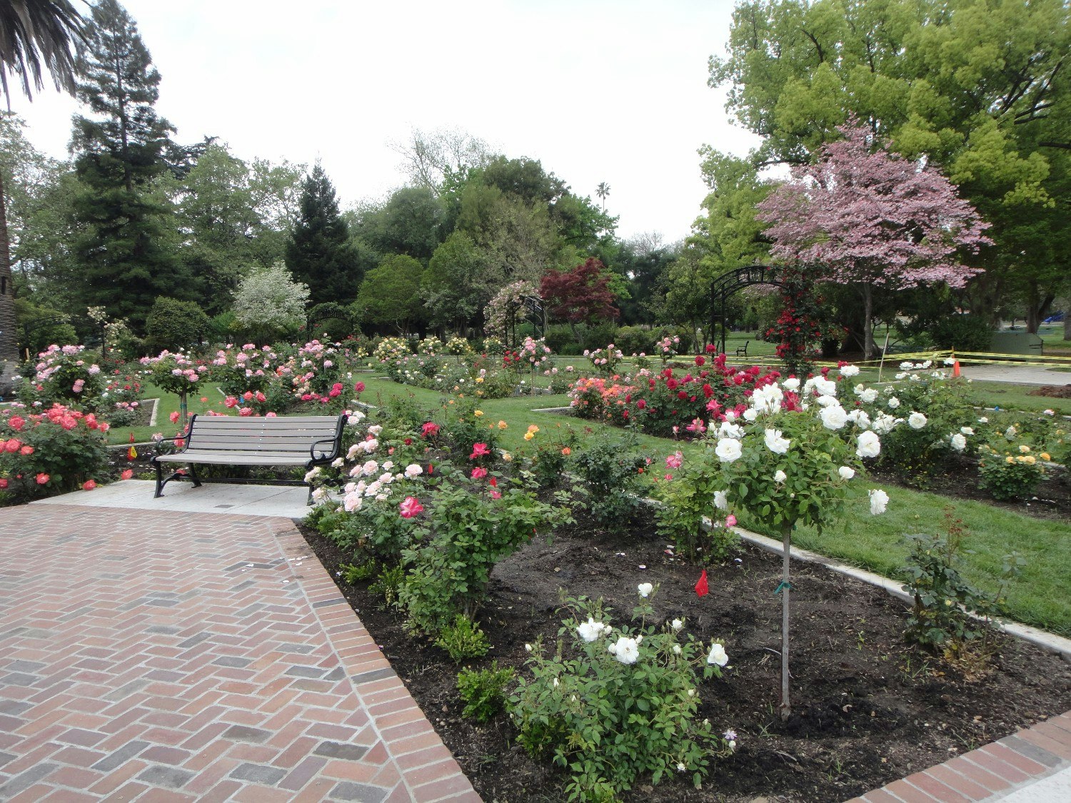 Travel News - McKinley Rose Garden 5 - Friends of East Sac
