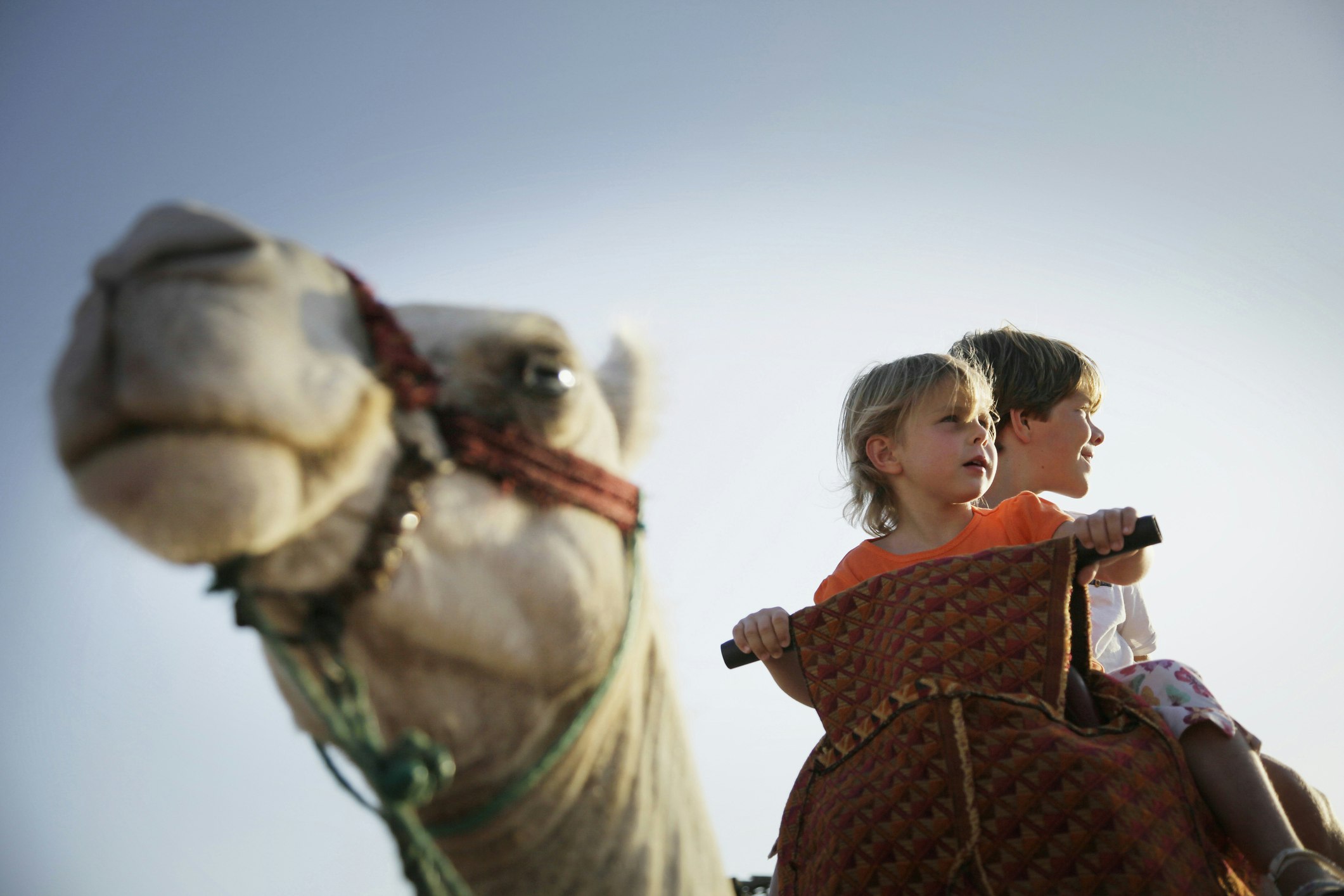 Travel News - Two children riding a dromedary, Agadir, Morocco