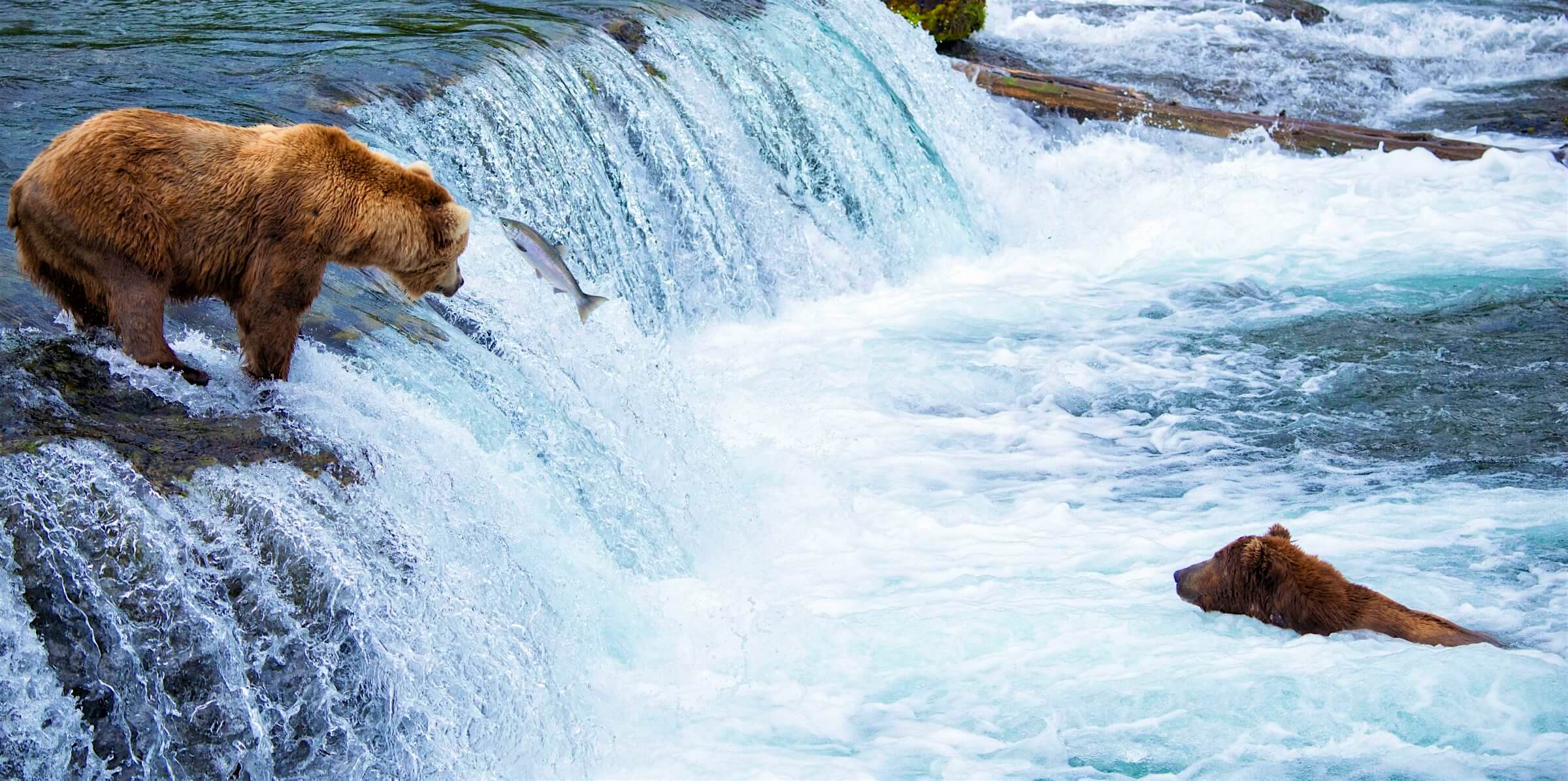 Travel News - bear watching alaska Travel News - bear watching alaska