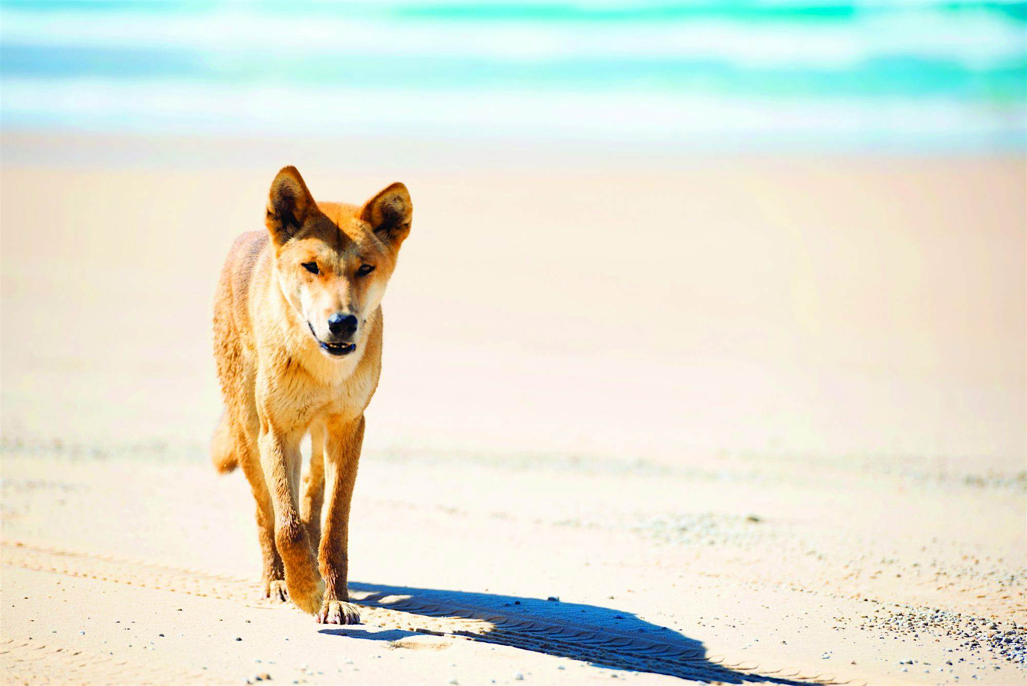 Travel News - 131551 - Dingo, Fraser Island Travel News - 131551 - Dingo, Fraser Island