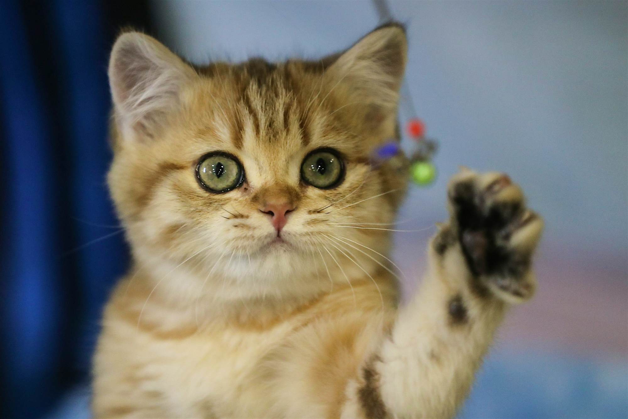Travel News - Cat-lovers prepare for Vancouver's first feline festival. Photo by Sergei Savostyanov TASS via Getty Images Travel News - Cat-lovers prepare for Vancouver's first feline festival. Photo by Sergei Savostyanov TASS via Getty Images