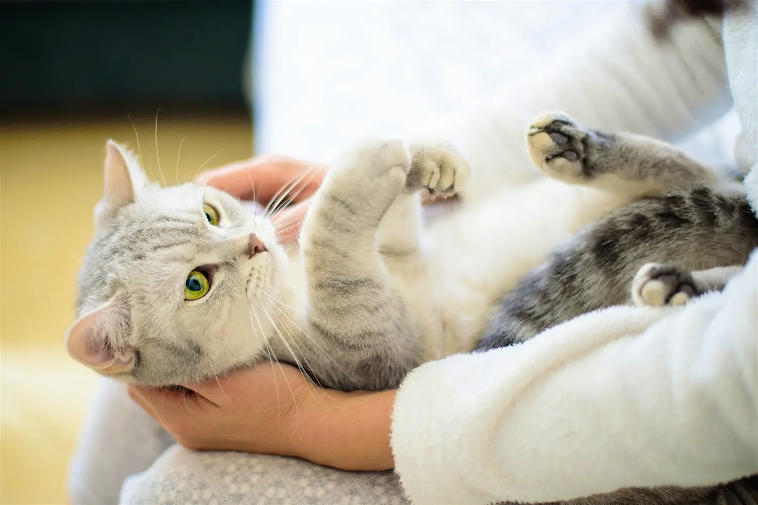 Download Thousands Of People Worldwide Want To Move To Ireland To Become Cat Cuddlers Lonely Planet Free HD Get Wallpaper Thousands Of People Worldwide Want To Move To Ireland To Become Cat Cuddlers Lonely Planet For Android Free