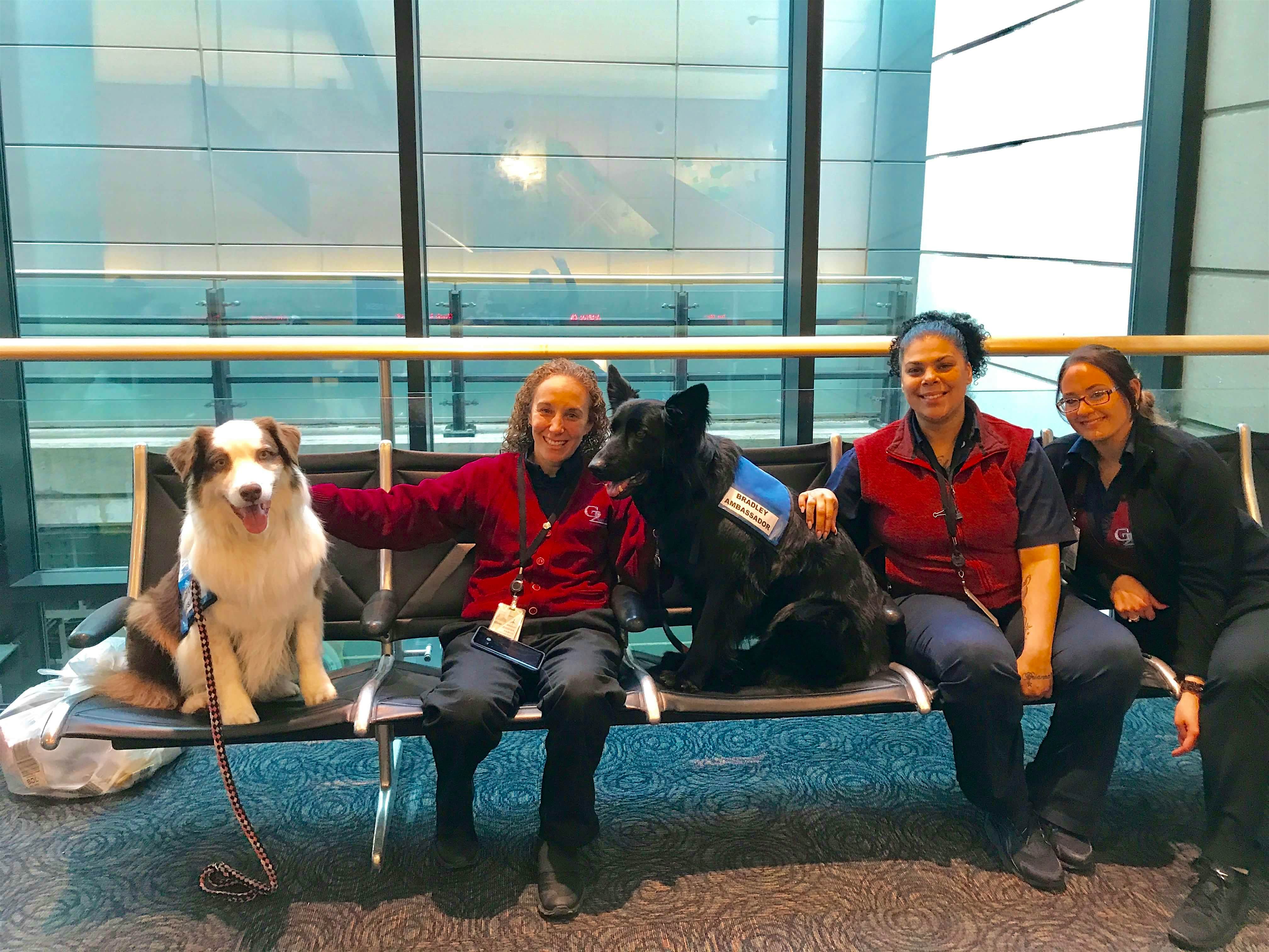 Travel News - Calm-therapy-dogs-airport Calm-therapy-dogs-airport