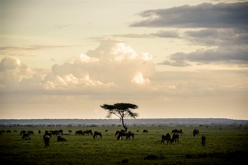 Travel News - Tanzania, Serengeti National Park, Sanctuary Kichakani Serengeti Camp The experience follows a conservationist approach, and guests do not directly interact with the animals.