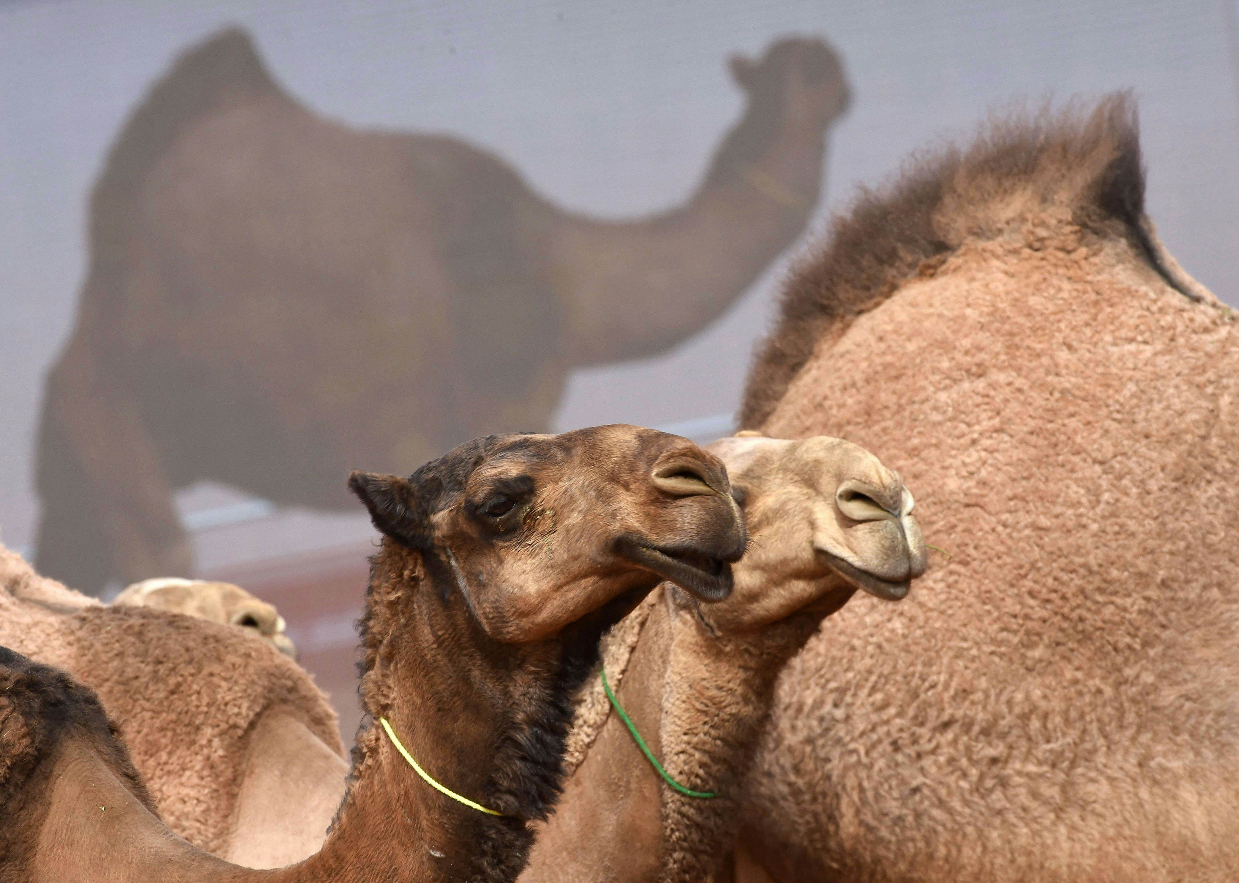 Botoxed Camels Disqualified From Saudi Arabian Beauty Contest Lonely Planet