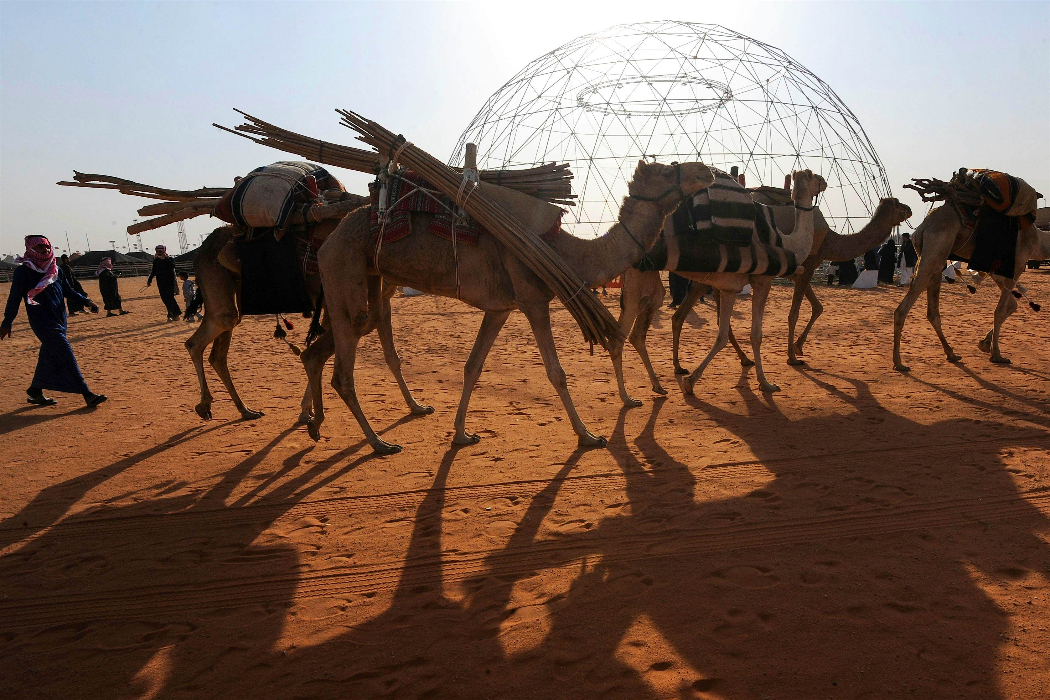 Travel News - camel (2) Travel News - camel (2)