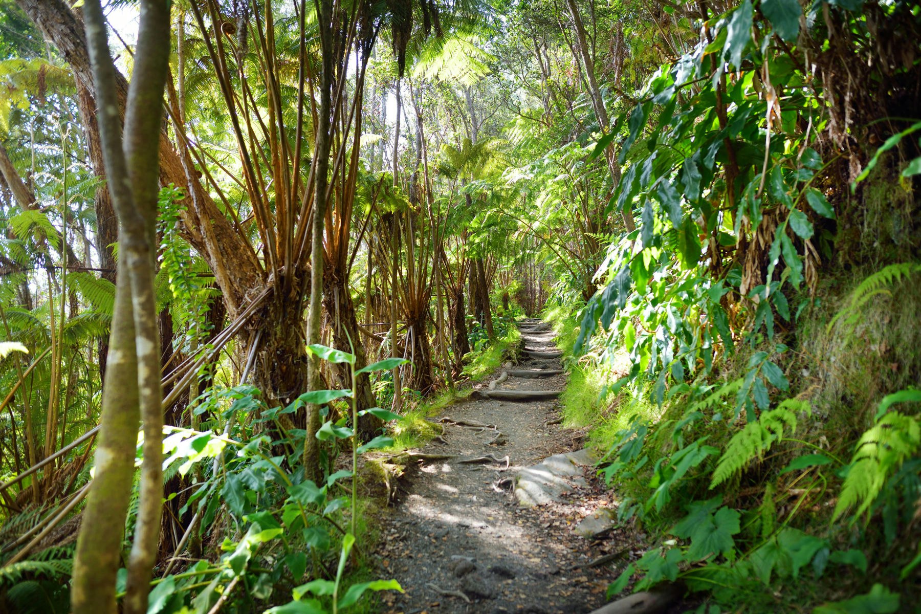 Travel News - hawaii reforestation
