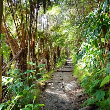 Travel News - hawaii reforestation