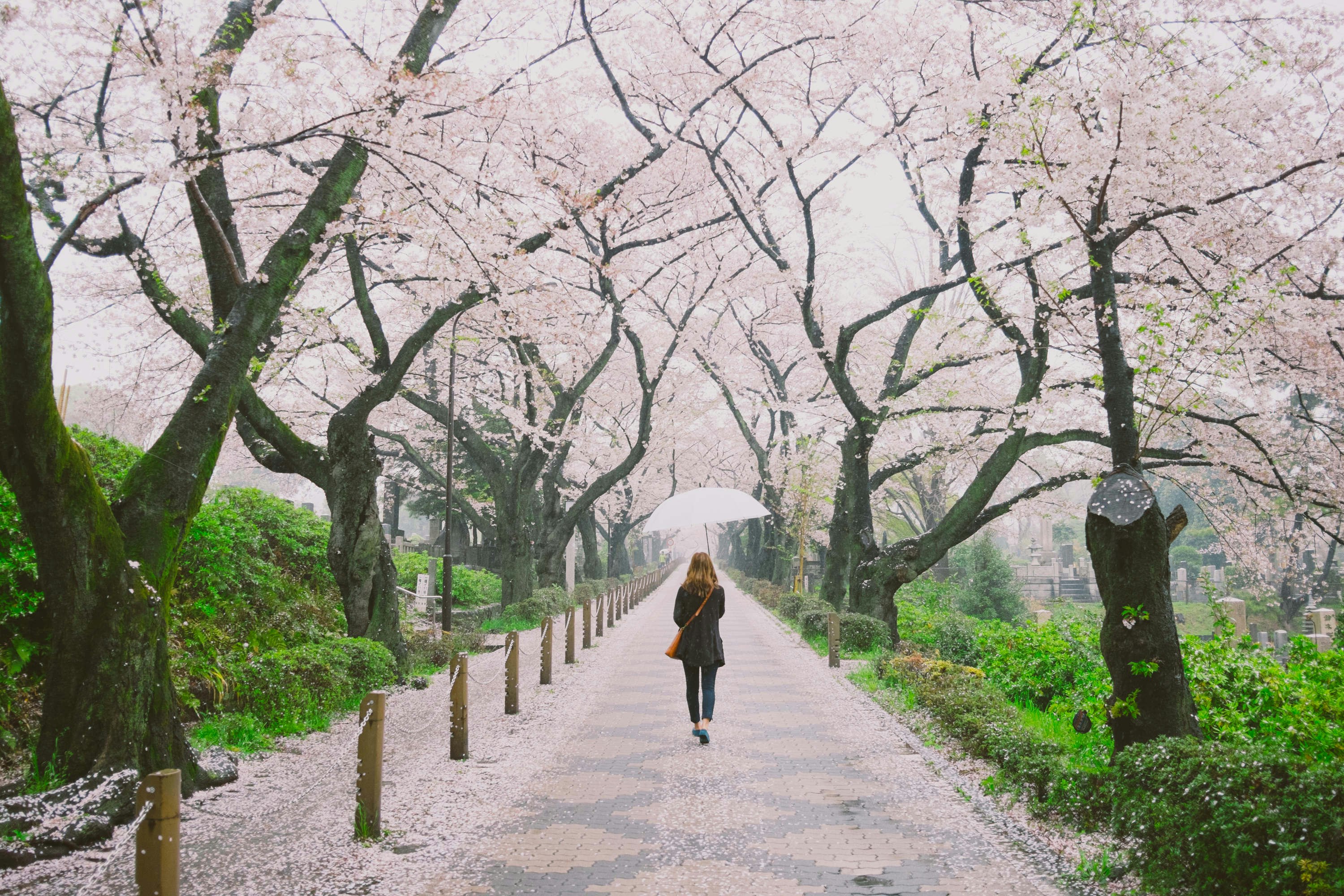 Travel News - japan cherry blossoms