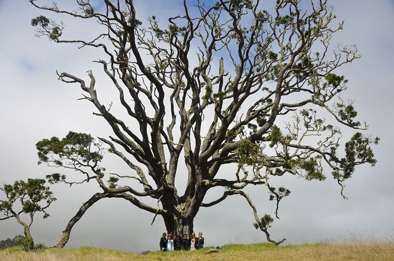 Travel News - koa tree